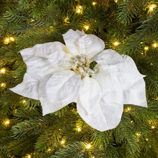 Poinsettia "Florence"