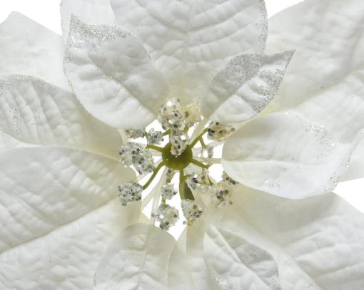 Poinsettia "Florence"