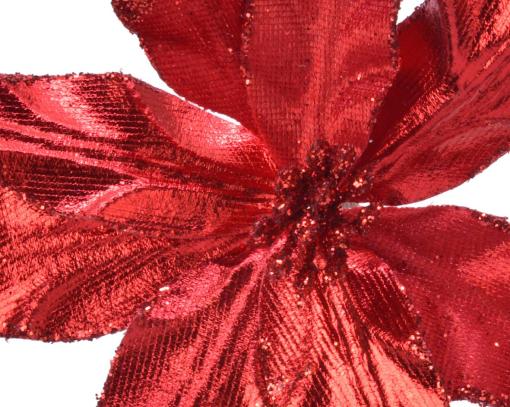 Poinsettia "Darcy"
