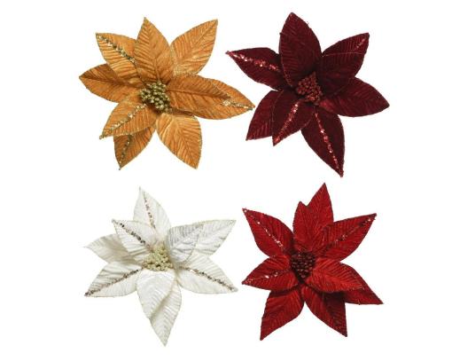 Poinsettia "Flora"