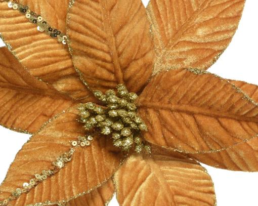 Poinsettia "Flora"