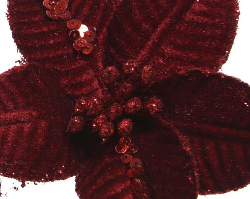Poinsettia "Bloom"