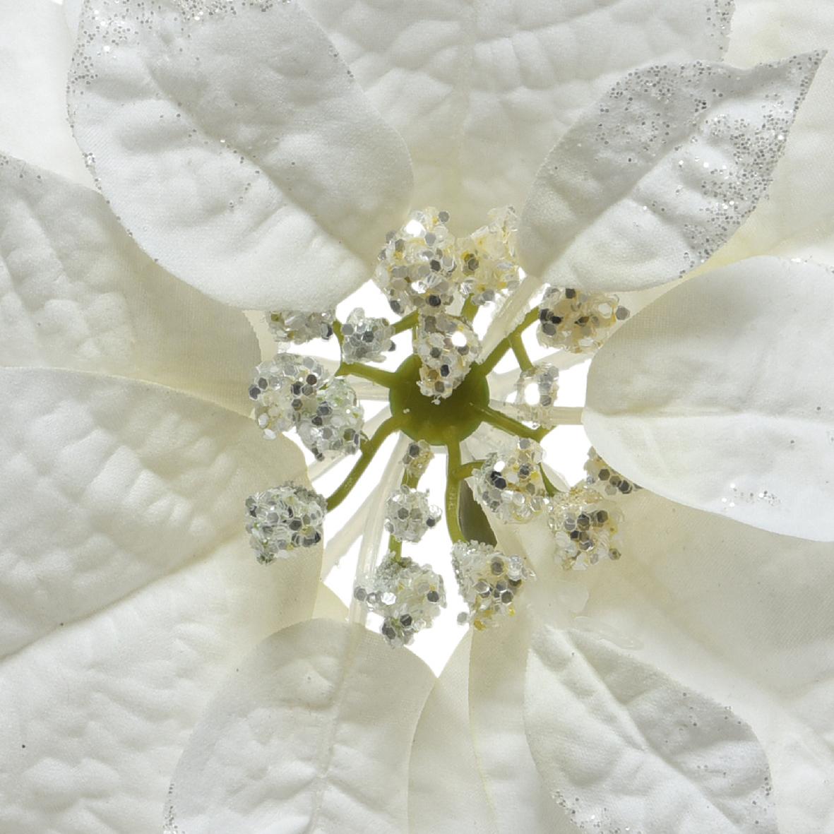 Poinsettia "Florence"