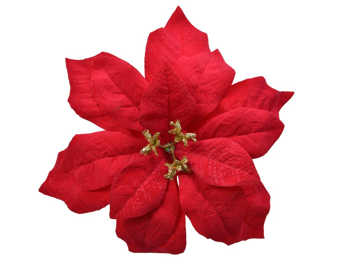 Poinsettia "Roxy"