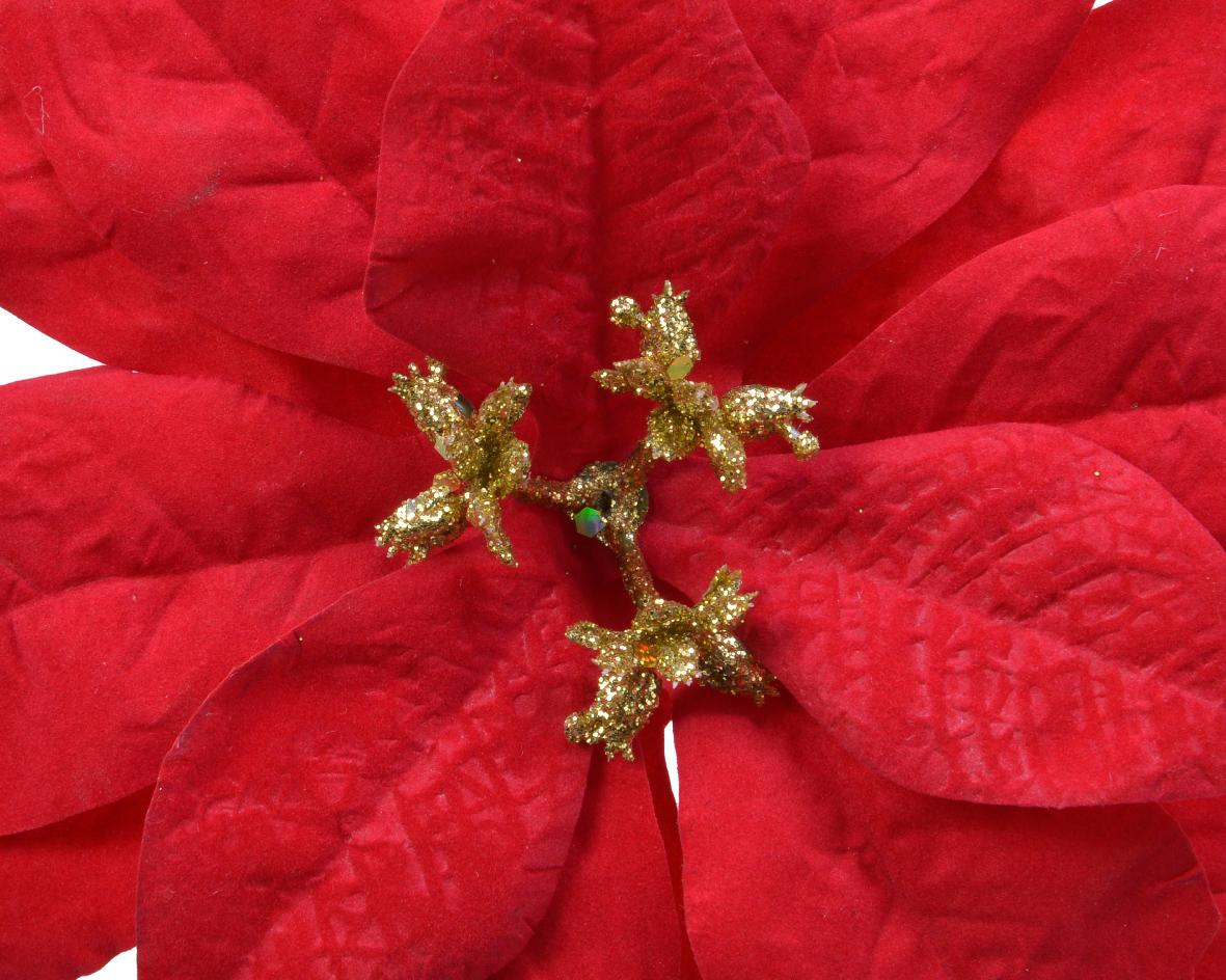 Poinsettia "Roxy"