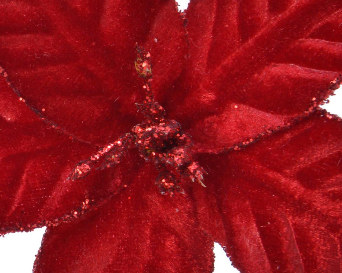 Poinsettia "Darcy"