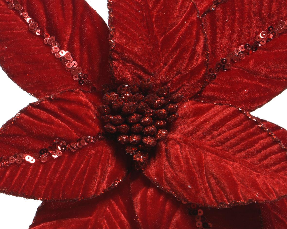 Poinsettia "Flora"