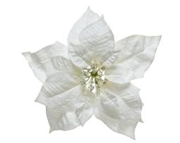Poinsettia "Florence"
