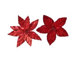 Poinsettia "Darcy"