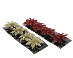 Poinsettia "Bianca"