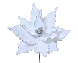 Poinsettia "Noëlis"