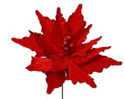 Poinsettia "Luzie"