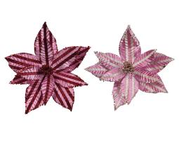Poinsettia "Musa"