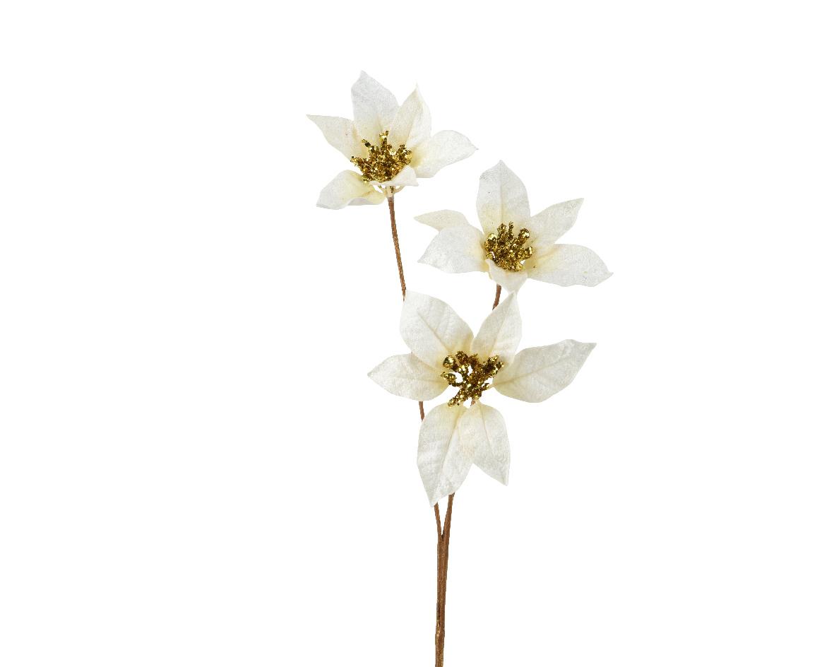 Poinsettia "Colette"